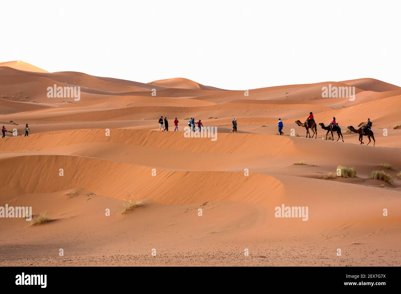 Morocco, Erg Chebbi, sand dunes near Merzouga, people crossing the dunes on camel. The dunes can reach heights of 250 meters Stock Photo