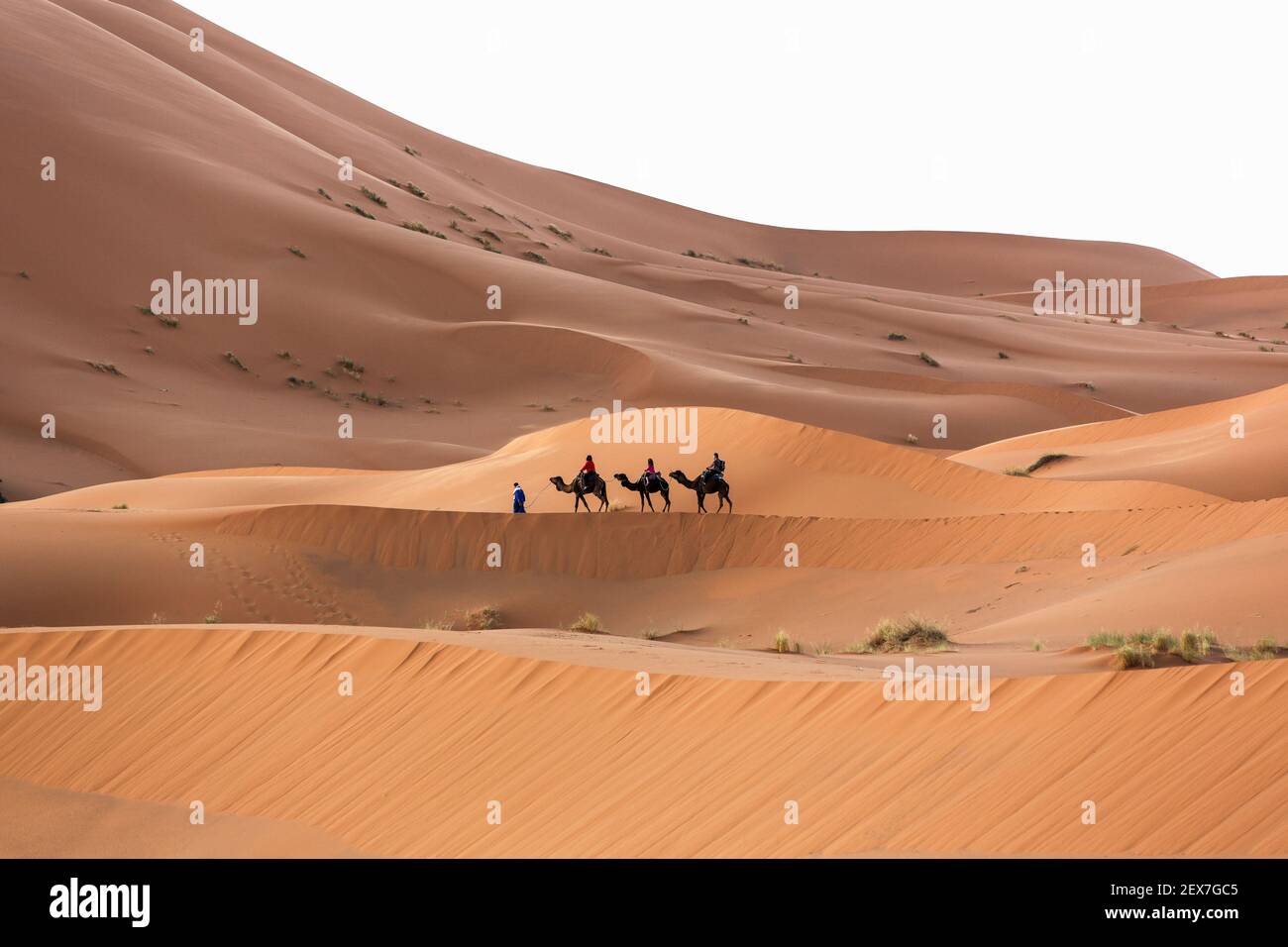 Morocco, Erg Chebbi, sand dunes near Merzouga, people crossing the dunes on camel. The dunes can reach heights of 250 meters Stock Photo