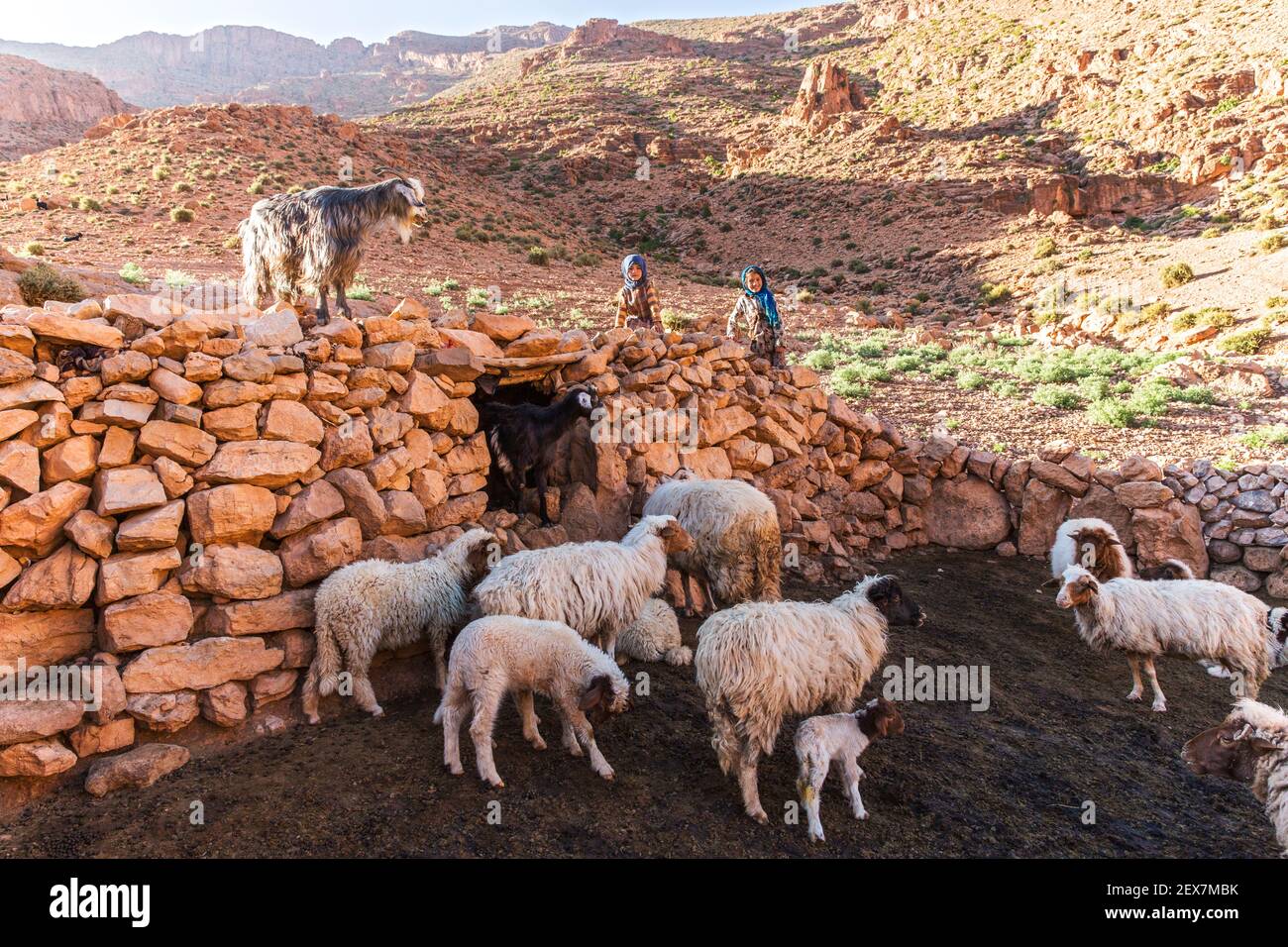 desert environment with stone sheep pen with sheep and nomad children Stock Photo