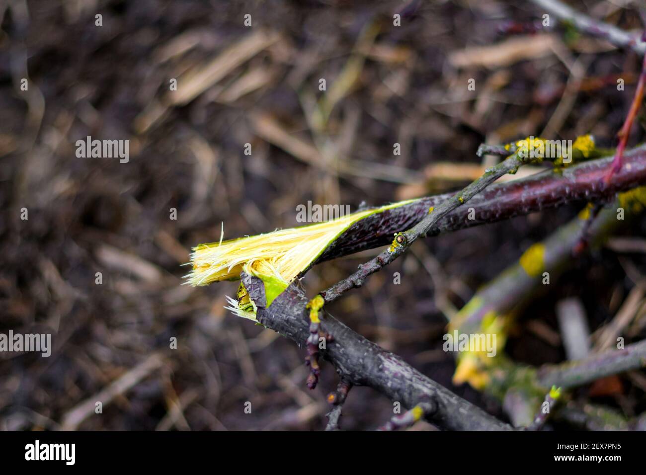 Broken branch of apple tree. Harm to the environment. Spring cleaning in the garden. Heap of branches of fruit trees with light green spots, twigs of Stock Photo