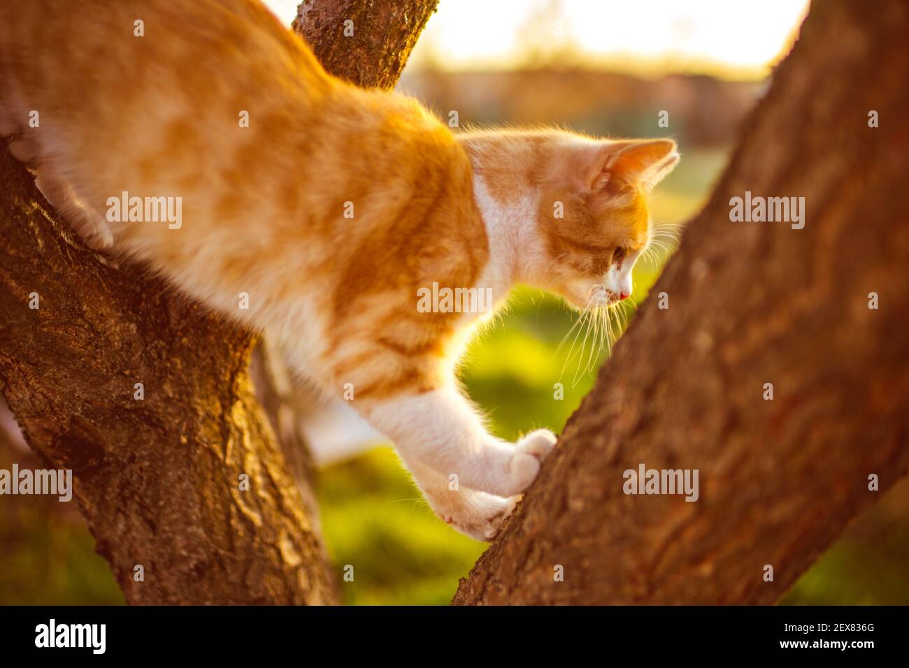 Fluffy ginger white cat play on a tree Stock Photo