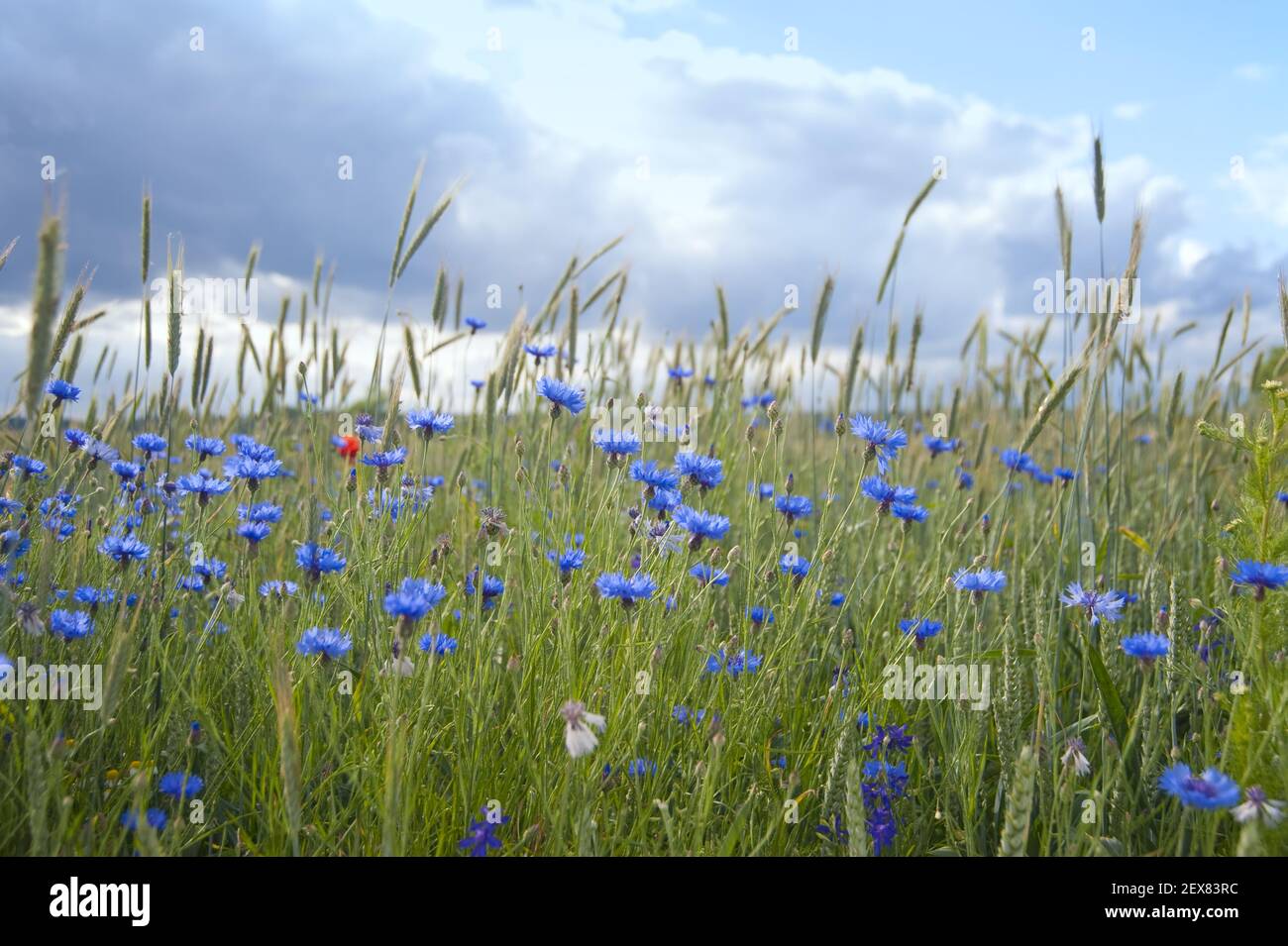 Corn flowers hi-res stock photography and images - Alamy