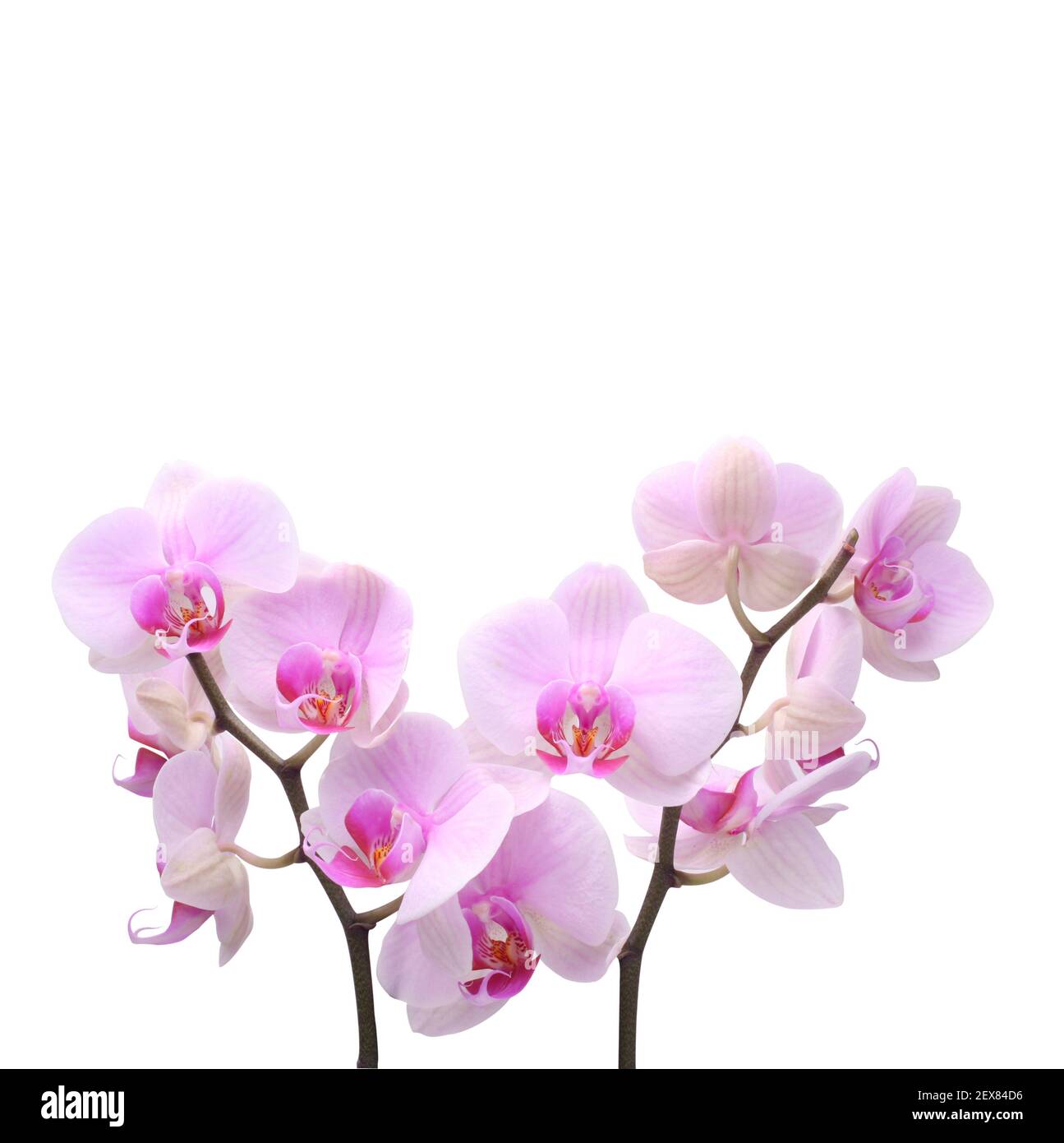 Orchid flower on white Stock Photo