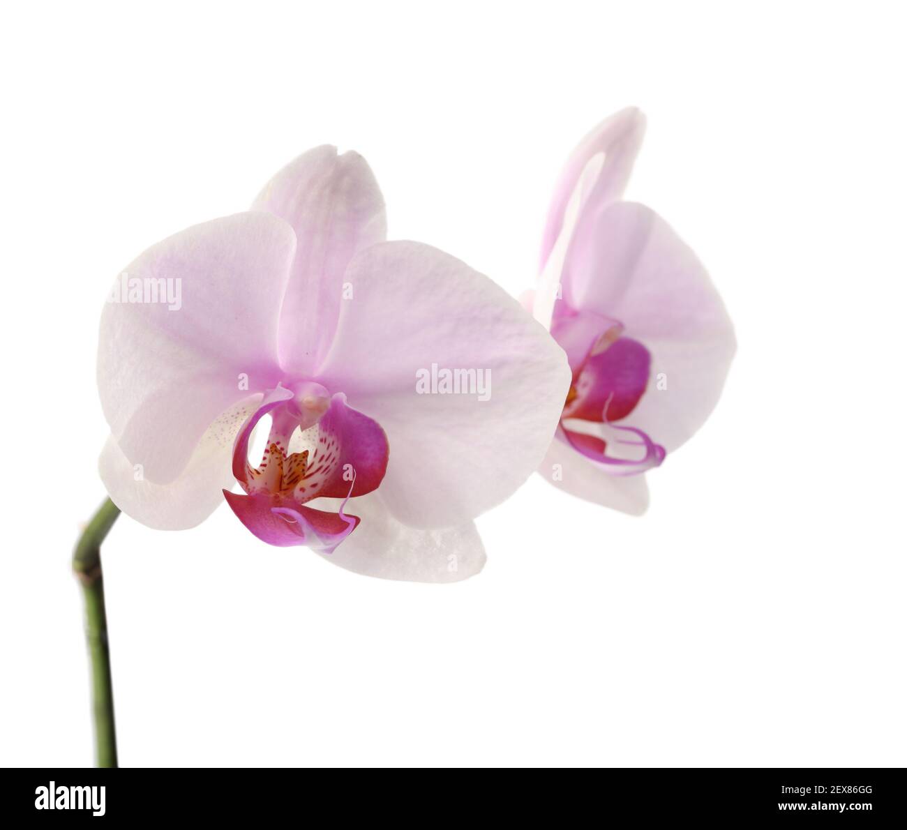 Orchid flower on white Stock Photo