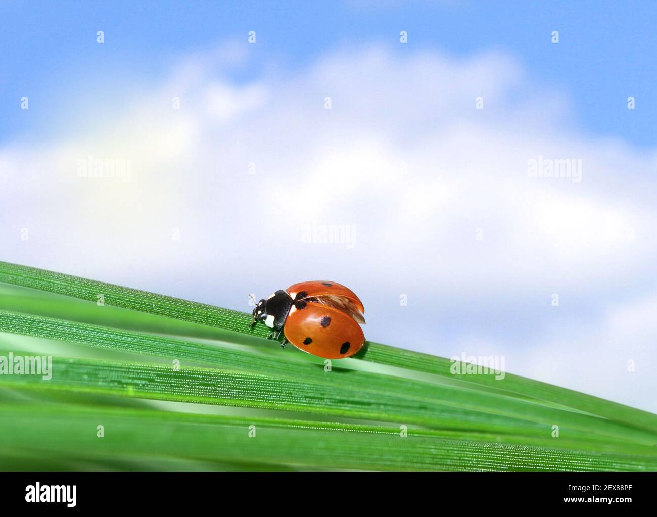 Ladybug and grass Stock Photo Alamy