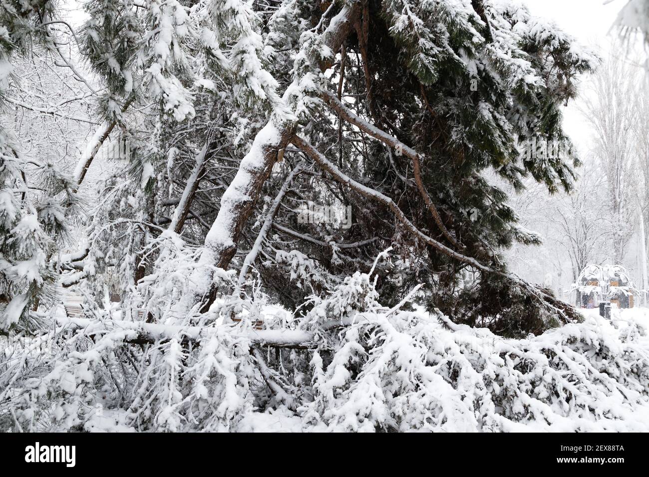 Falling fir and pine trees after sleet load and snow at snow-covered ...