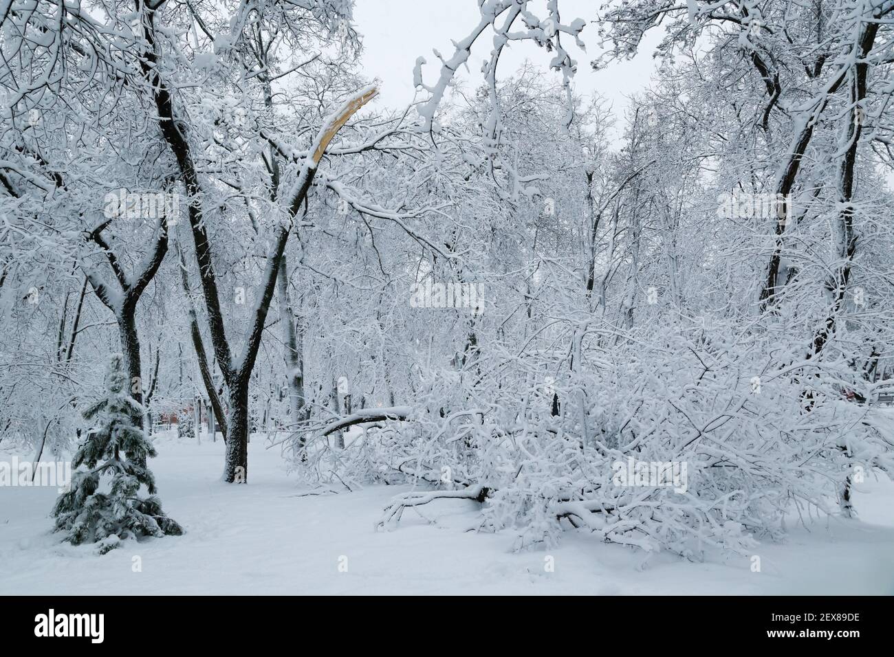 Falling tree after sleet load and snow at snow-covered winter park in a ...