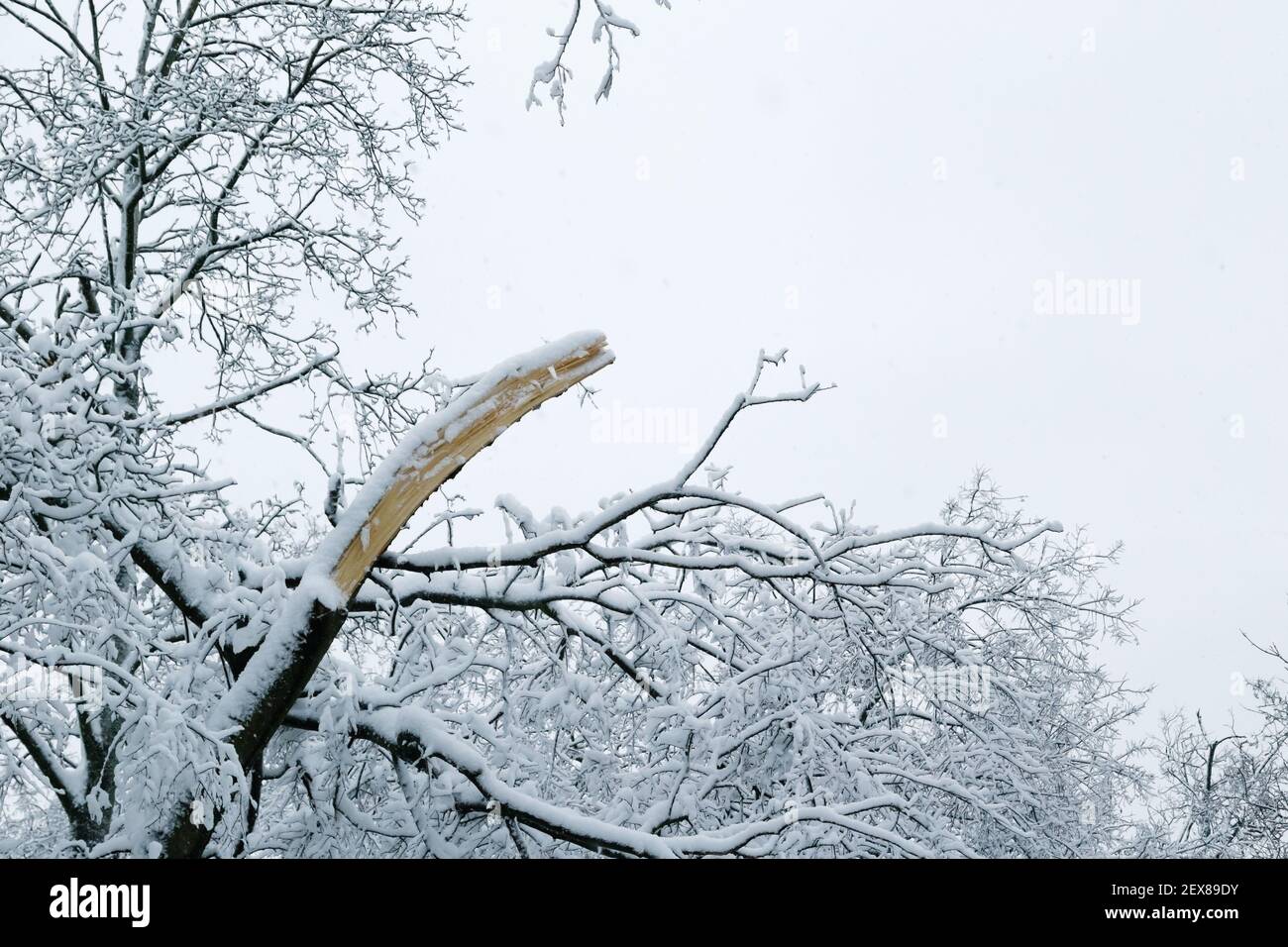 Falling tree after sleet load and snow at snow-covered winter park in a ...