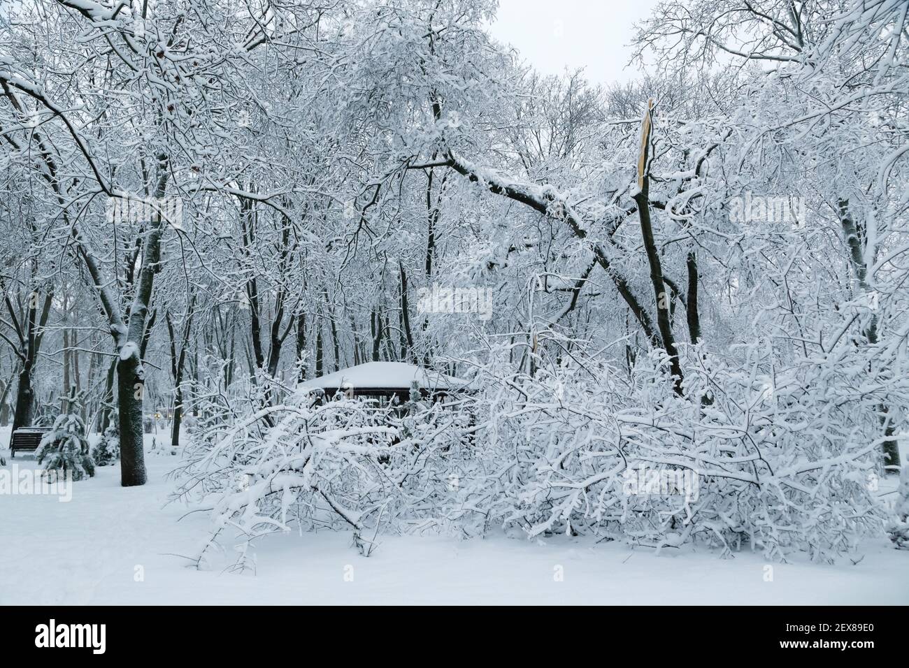 Falling tree after sleet load and snow at snow-covered winter park in a ...