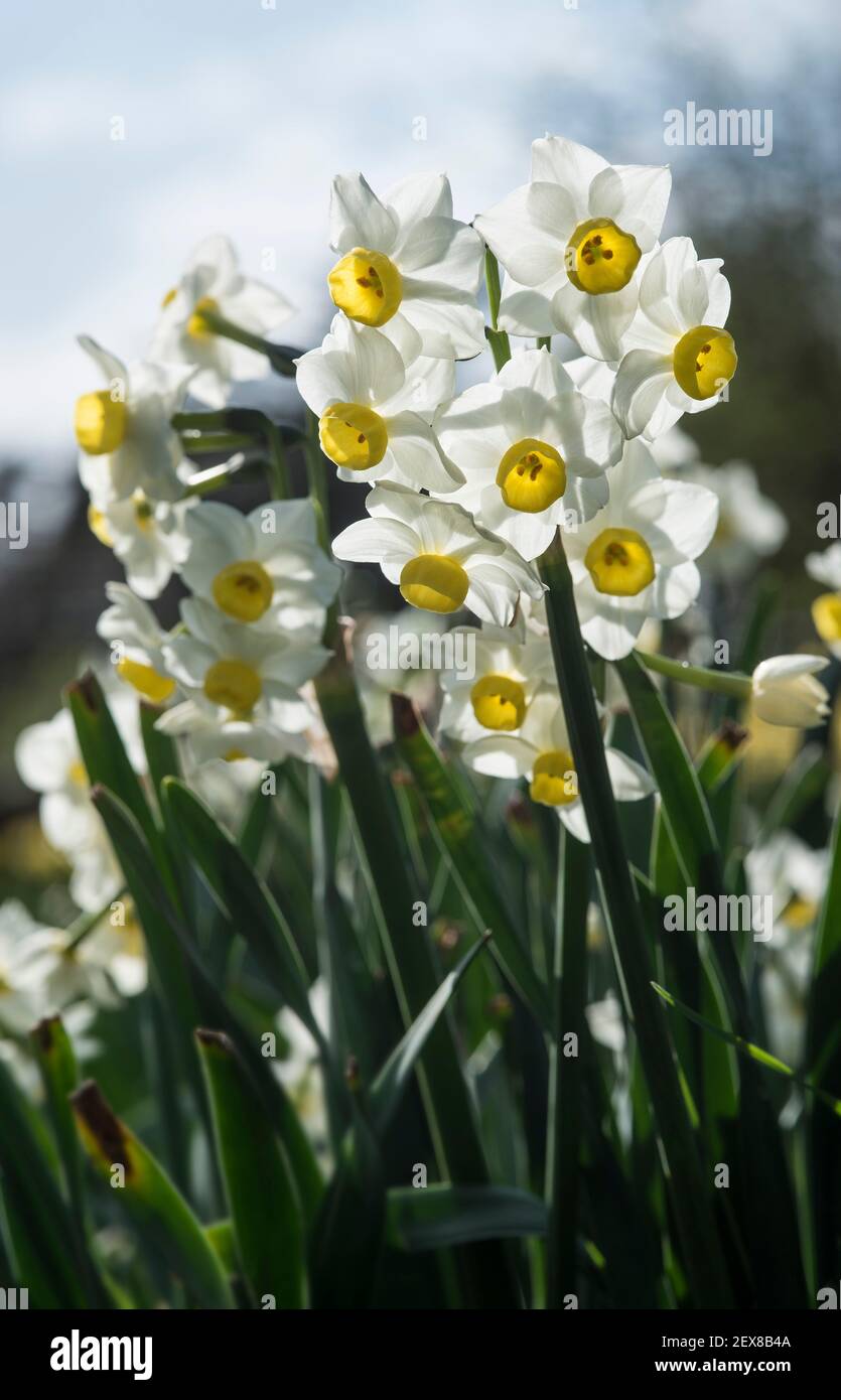 Japanese daffodil hires stock photography and images Alamy