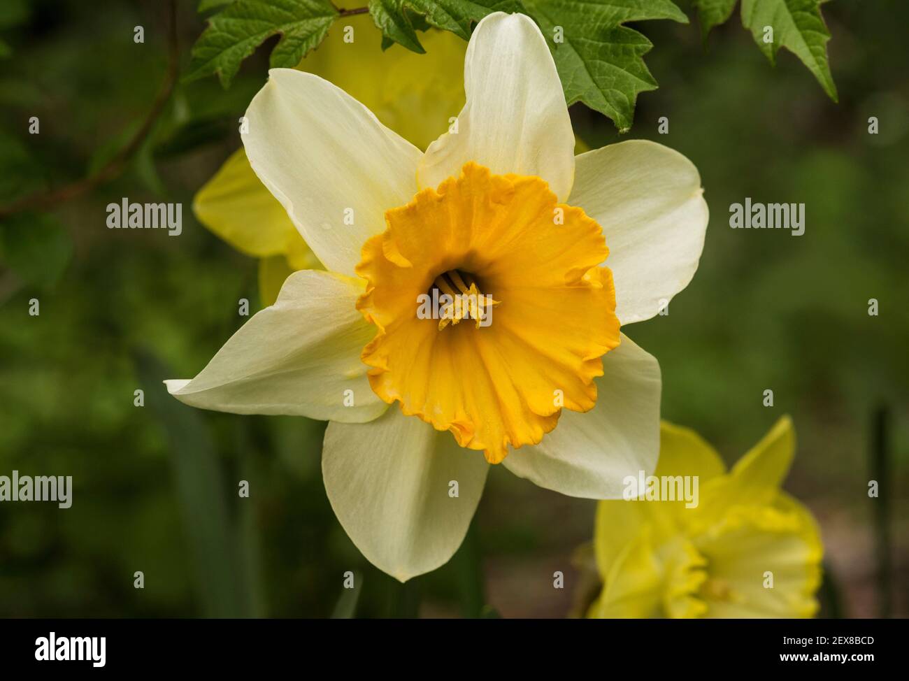 Dried daffodil flower narcissus hi-res stock photography and images - Alamy
