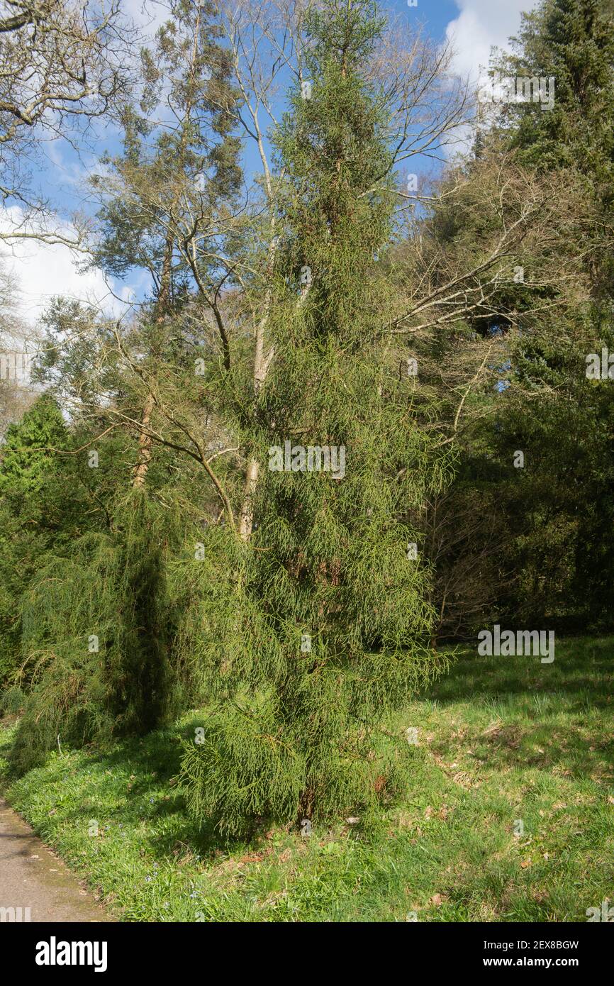 Lush Green Foliage of an Evergreen Coniferous Pencil Pine Tree (Athrotaxis cupressoides) on a Bright Sunny Winter Day in a Woodland Garden in Devon Stock Photo