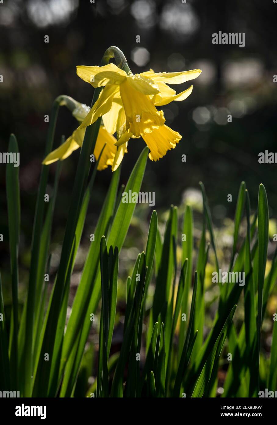 Spring in a London park, drift of yellow Daffodil flowers (aka