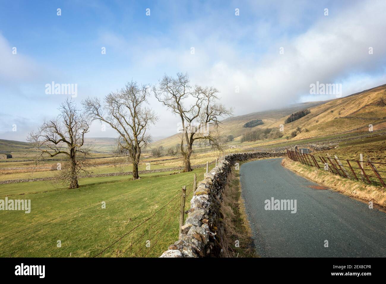 UK Landscape: Three old trees next to the road approaching Halton Gill in Littondale on an early spring day, Yorkshire Dales National Park, UK Stock Photo