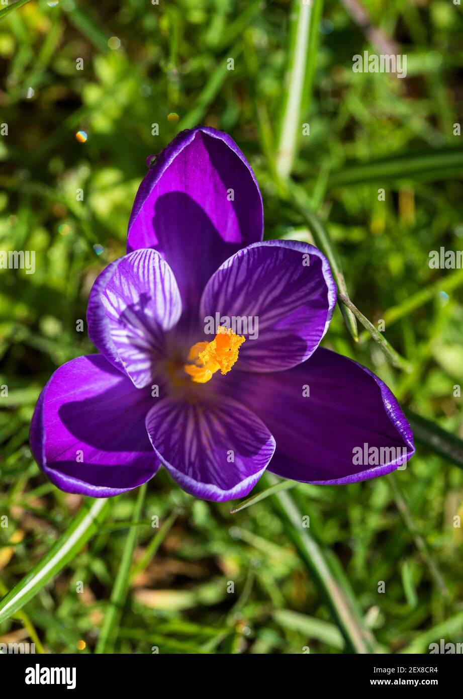 Close up of a purple crocus. Stock Photo