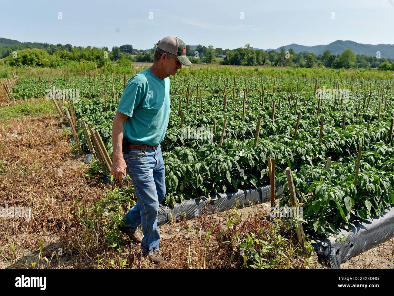 Ricky James, owner of Osage Farms in Dillard, Ga., checks his pepper