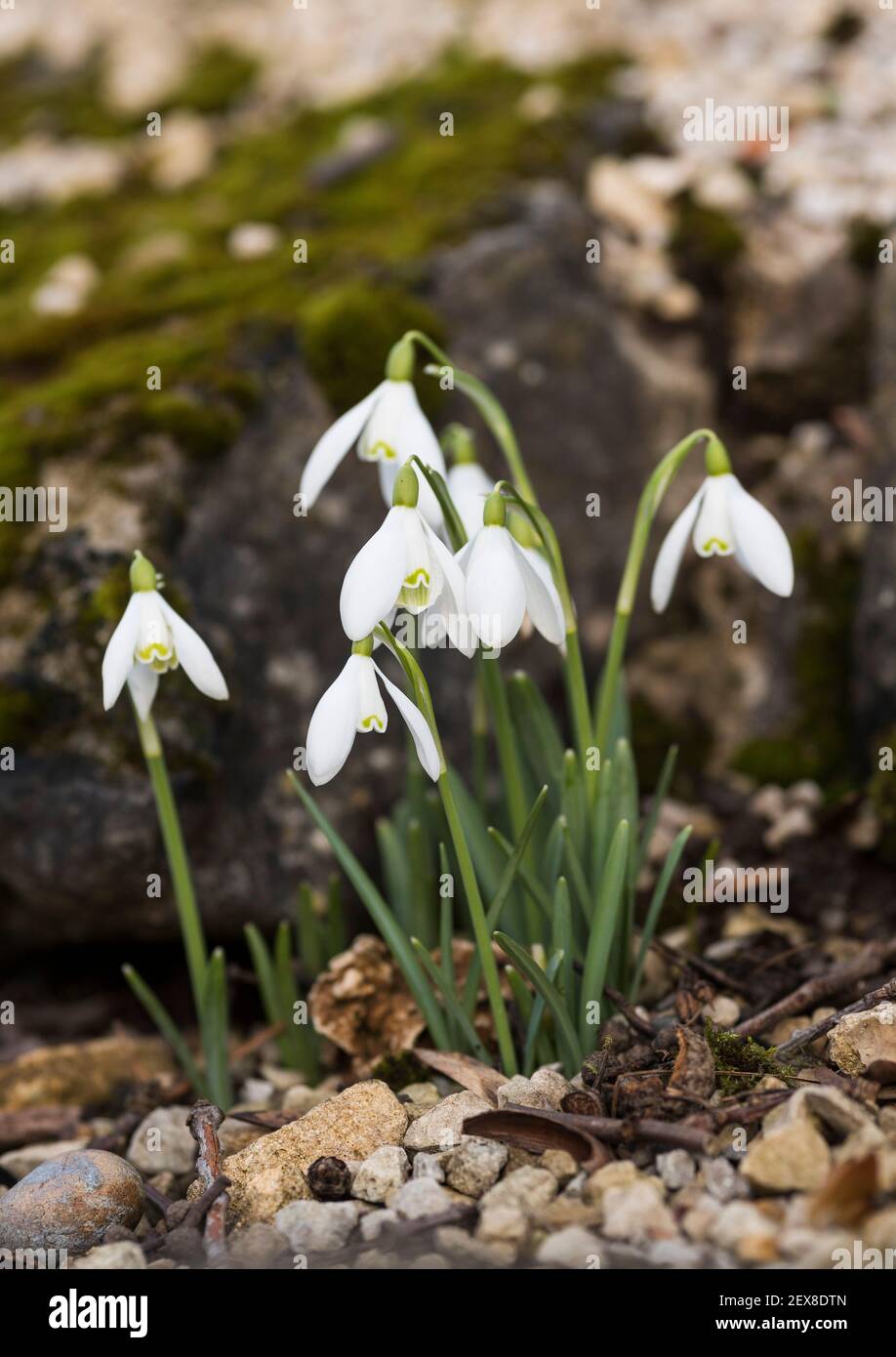 Snowdrops / Galanthus. A bulbous perennial herbaceous plant, Amaryllidaceae family. Two linear leaves, single small white drooping bell shaped flower Stock Photo