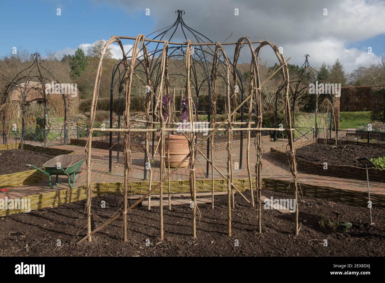 Arch or Wigwam Being Built from Hazel Sticks to Support Climbing Plants and Vegetables in a Potager Garden in Rural Devon, England, UK Stock Photo