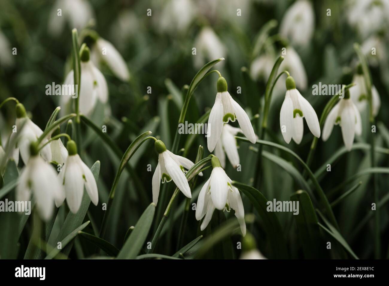 Snowdrops / Galanthus. A bulbous perennial herbaceous plant, Amaryllidaceae family. Two linear leaves, single small white drooping bell shaped flower Stock Photo