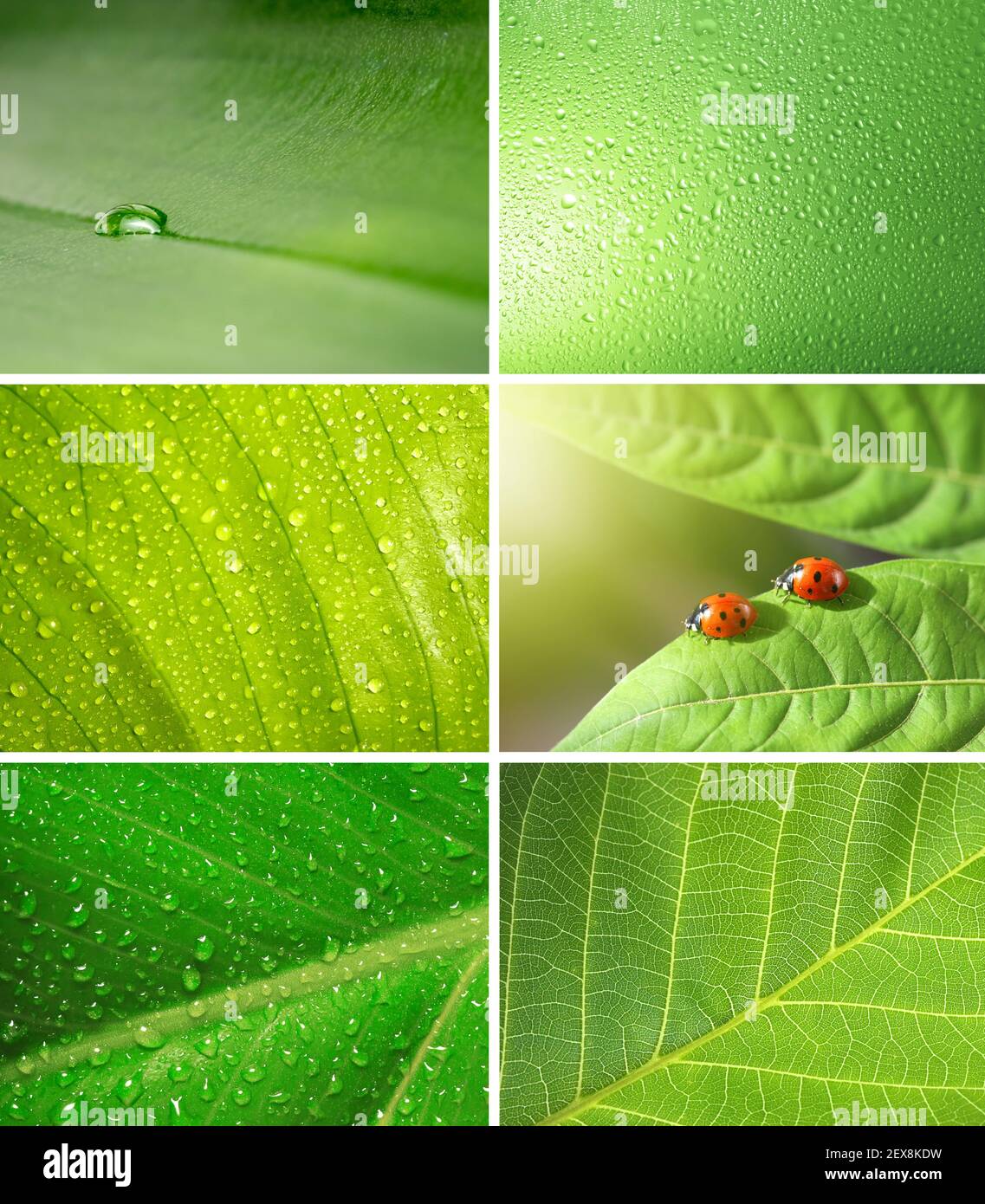 Green Collection Green collection hi-res stock photography and images - Alamy