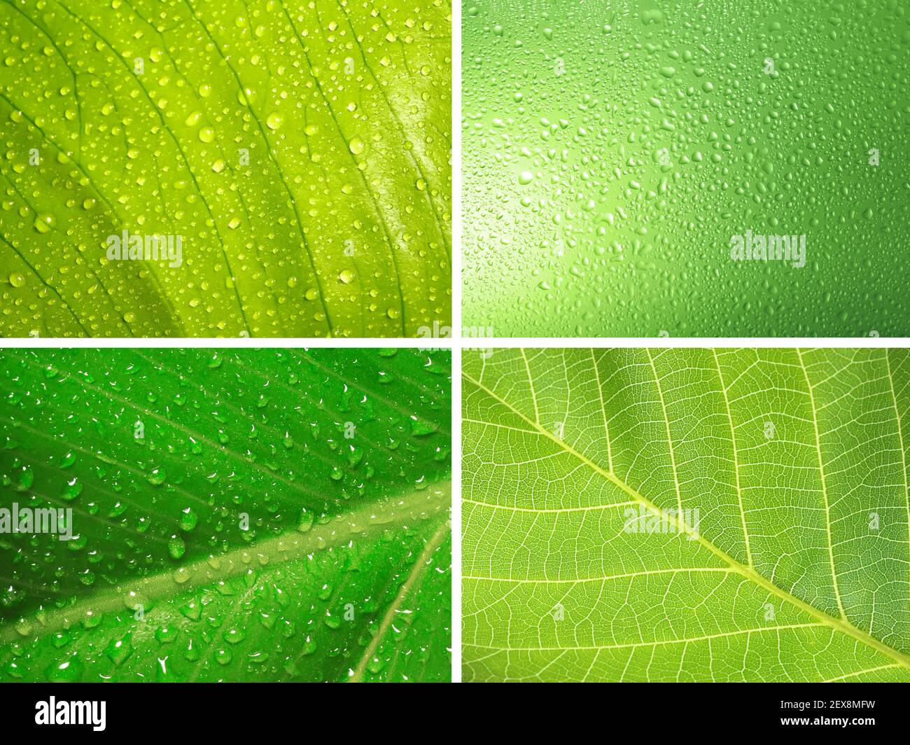 Green Collection Green collection hi-res stock photography and images - Alamy