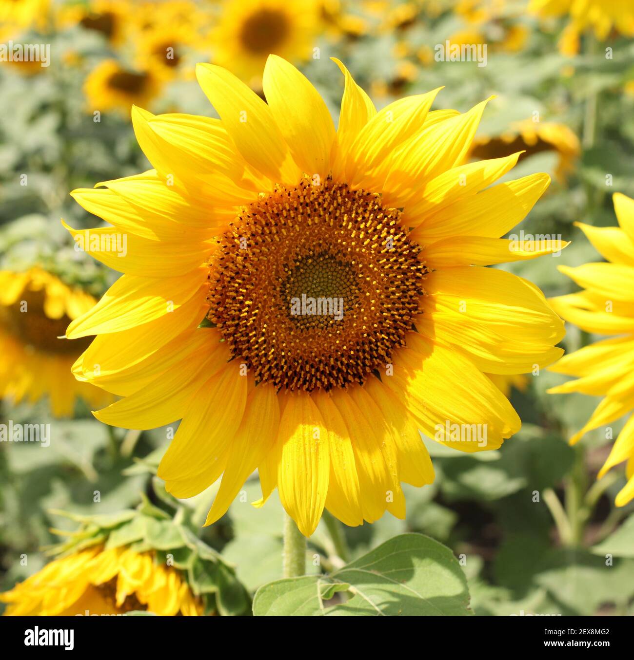 Vibrant sunflower design hi-res stock photography and images - Alamy