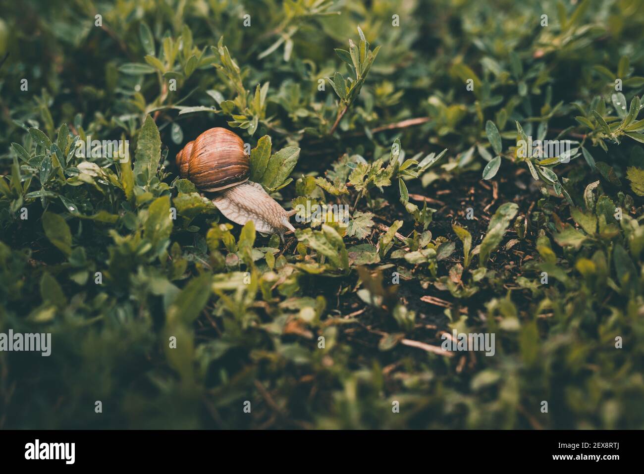 Large grape snail with a brown shell crawls in the green grass Stock ...