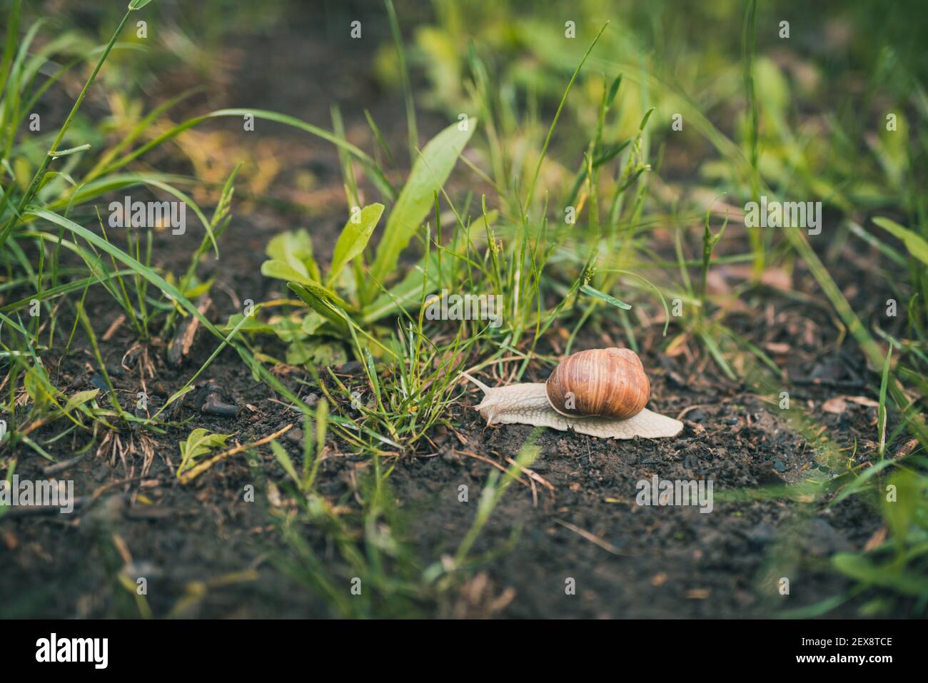 Large grape snail with a brown shell crawls in the green grass Stock ...