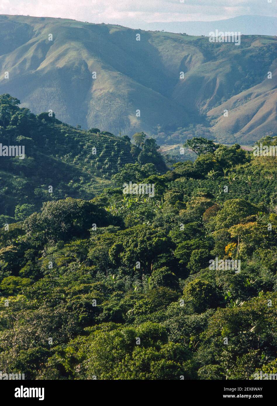 GUARICO, LARA STATE, VENEZUELA - Coffee growing region in Andes mountains. Stock Photo