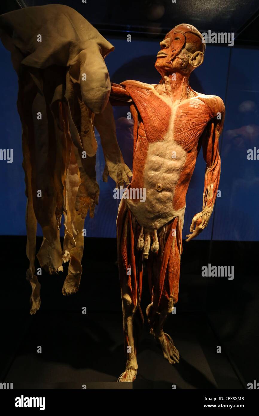 NEW YORK CITY, NY - AUGUST 11, 2015 - View of the exhibition Body Worlds Pulse Gunther von Hagens that counts the history of human body in the 21st century at Discovery Times Square in New York in the United States. (Photo by William Volcov / Brazil Photo Press / Pacific Press) *** Please Use Credit from Credit Field *** Stock Photo