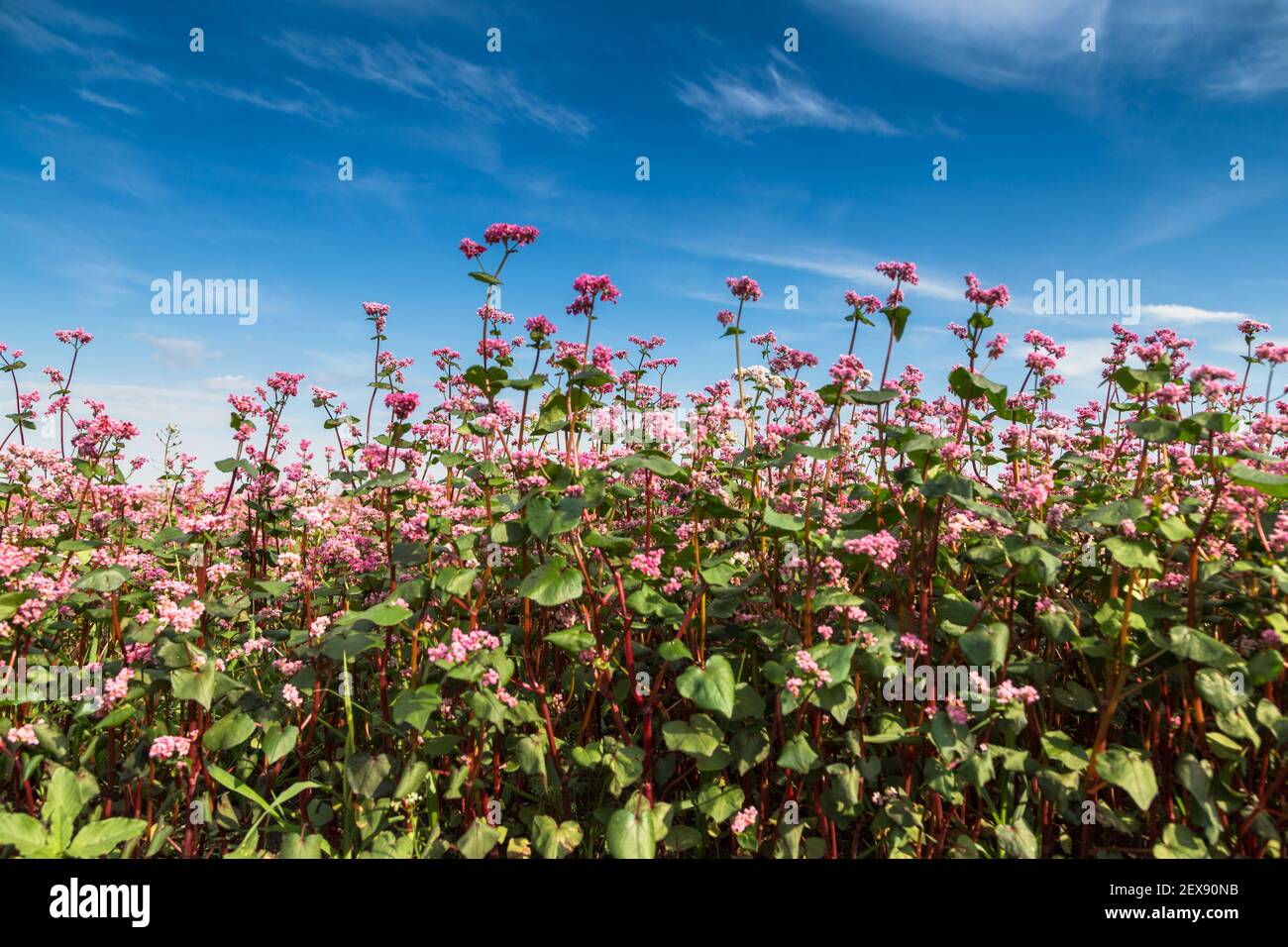 Red buckwheat flowers on the field. Blooming buckwheat. Buckwheat field