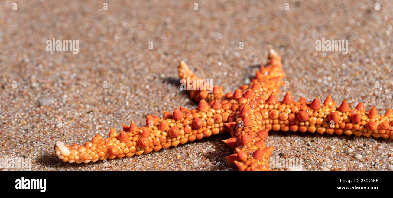Close up at sea star laying on yellow sand of seashore Stock Photo