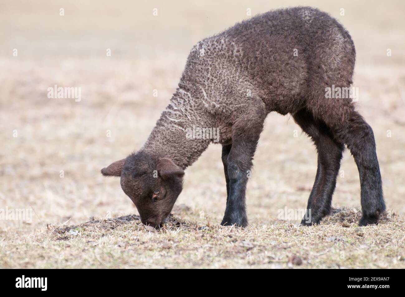 Black lamb hi-res stock photography and images - Alamy