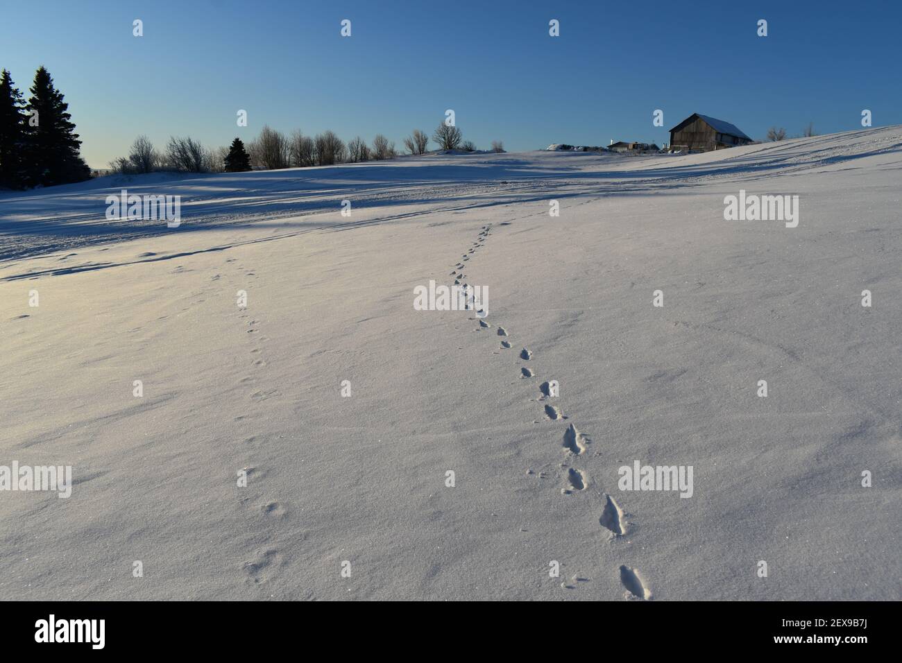 Des traces dans la neige, SainteApolline, Québec Stock Photo Alamy