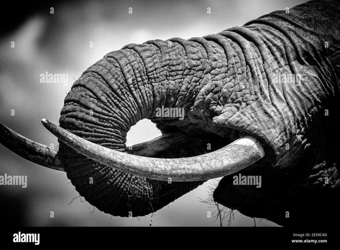 Close-up Elephant trunk and ivory tusks in black and white monochrome showing skin folds and texture. Trunk in mouth drinking water. Amboseli, Kenya Stock Photo