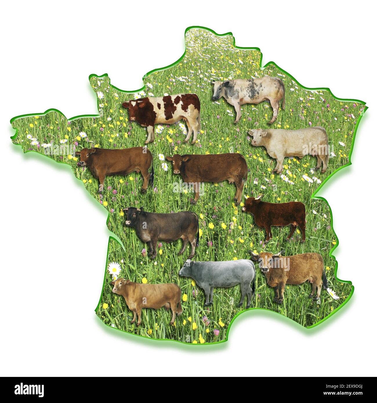 Cows on a map of France Stock Photo