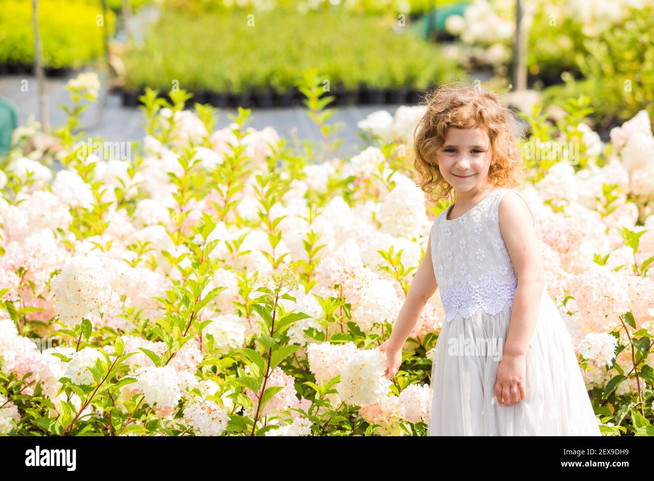 Little girl in white dress near pink hydrangea flowers Stock Photo - Alamy