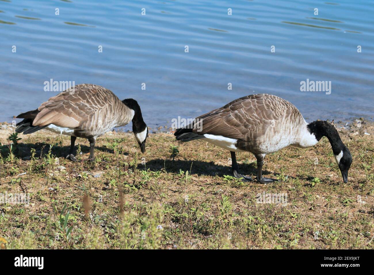 Wild geese Stock Photo