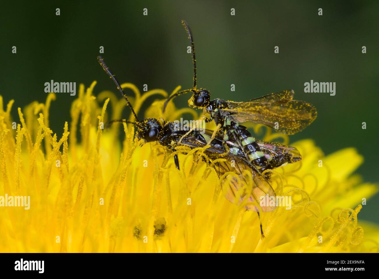 Halmwespe, Cephus spec., stem sawfly, Halmwespen, Cephidae, stem sawflies Stock Photo