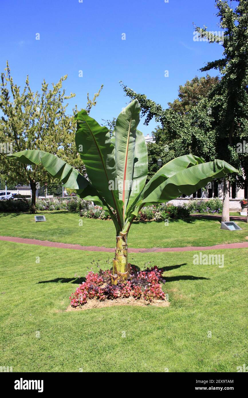 Palm tree in a garden Stock Photo - Alamy