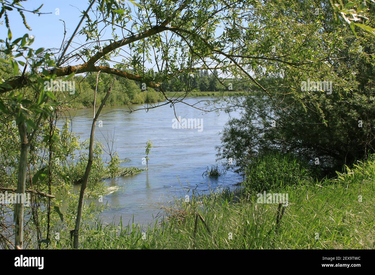 Watery vegetation hi-res stock photography and images - Alamy