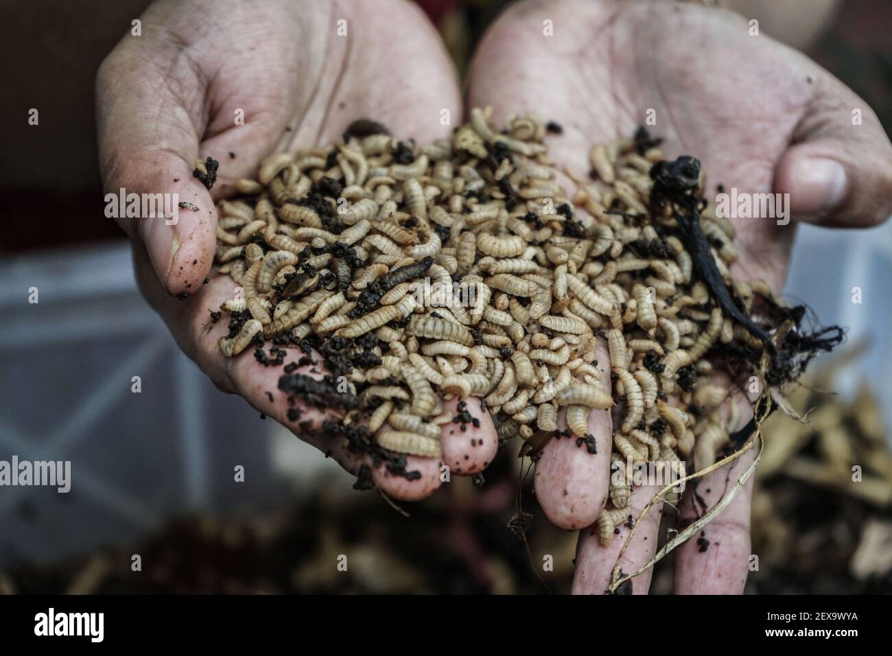 Makassar, South Sulawesi, Indonesia. 4th Mar, 2021. Maggots or baby fly  larvae, which are able to break down organic waste very quickly in large  numbers, are bred by the Peduli Negeri Foundation