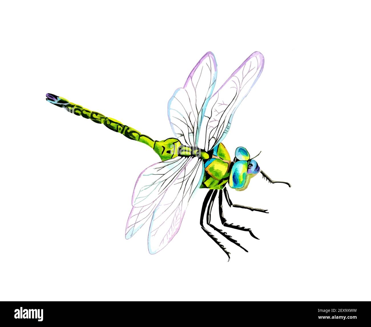 Hand drawn watercolor colorful illustration of blue and green dragonfly ...