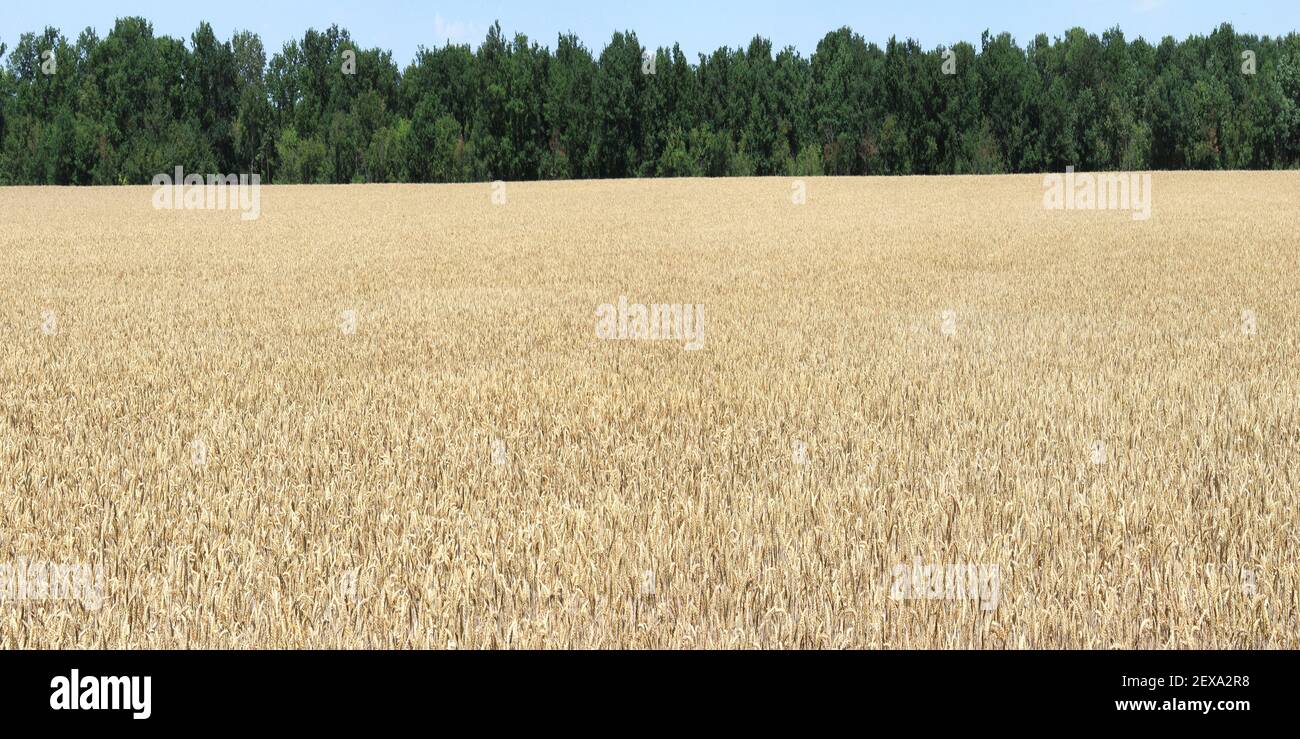 Panoramic corn field hi-res stock photography and images - Alamy