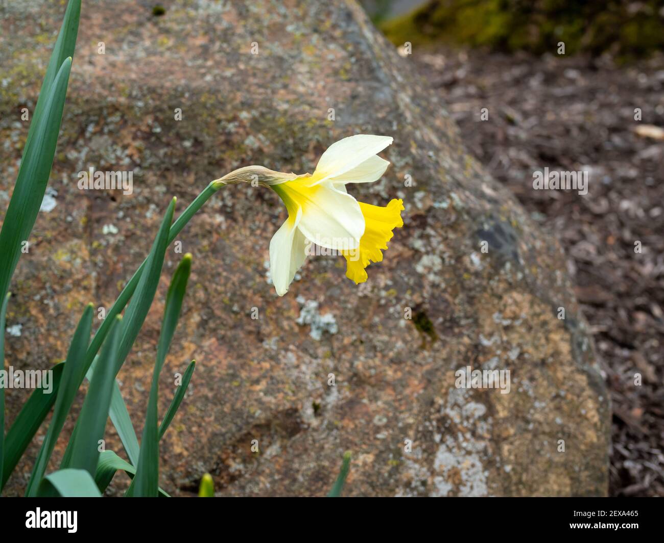 first yellow daffodil flower blooming in the garden in the spring Stock Photo