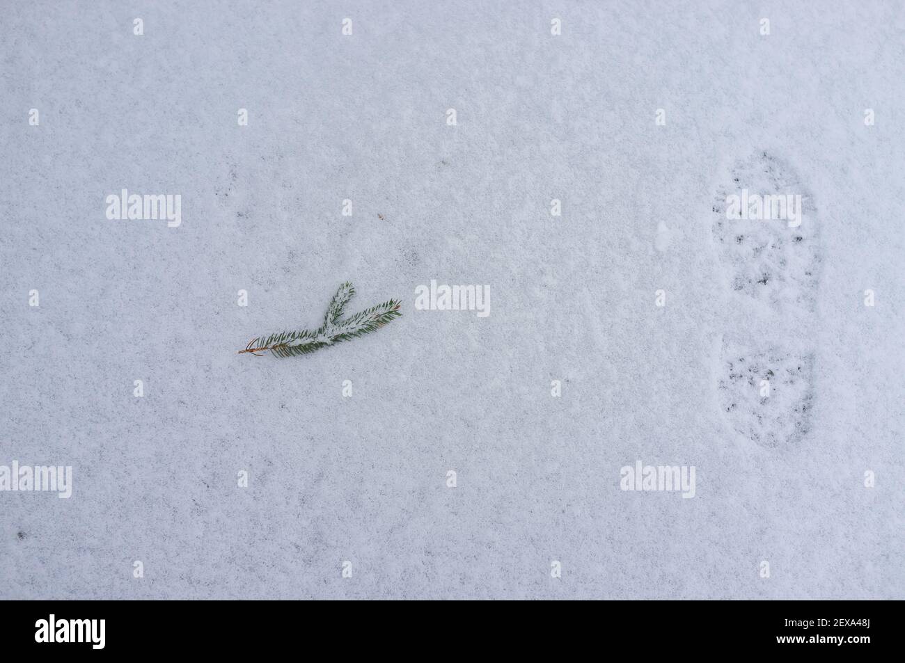 footprint and and fir twig in a dusting of snow in winter Stock Photo