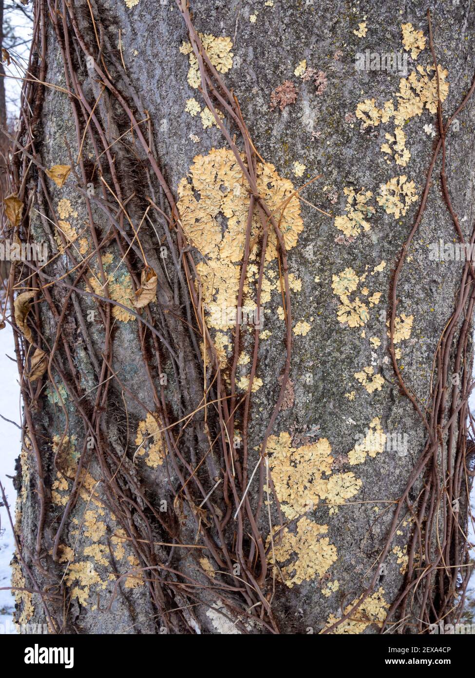 Lichen on tree bark hi-res stock photography and images - Alamy