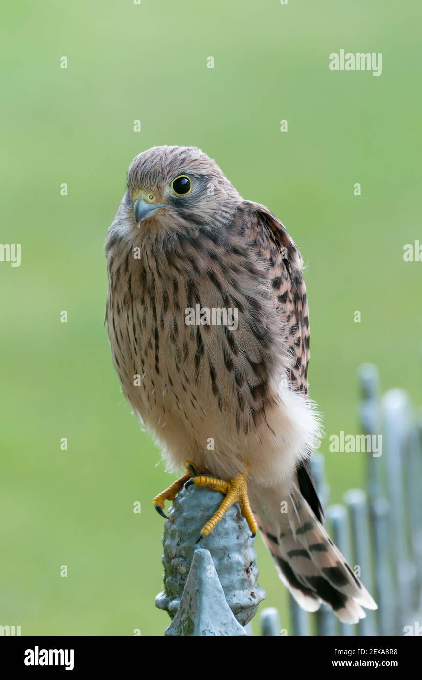 Common kestrel male falco tinnunculus hi res stock photography and Common kestrel male falco tinnunculus hi res stock photography and