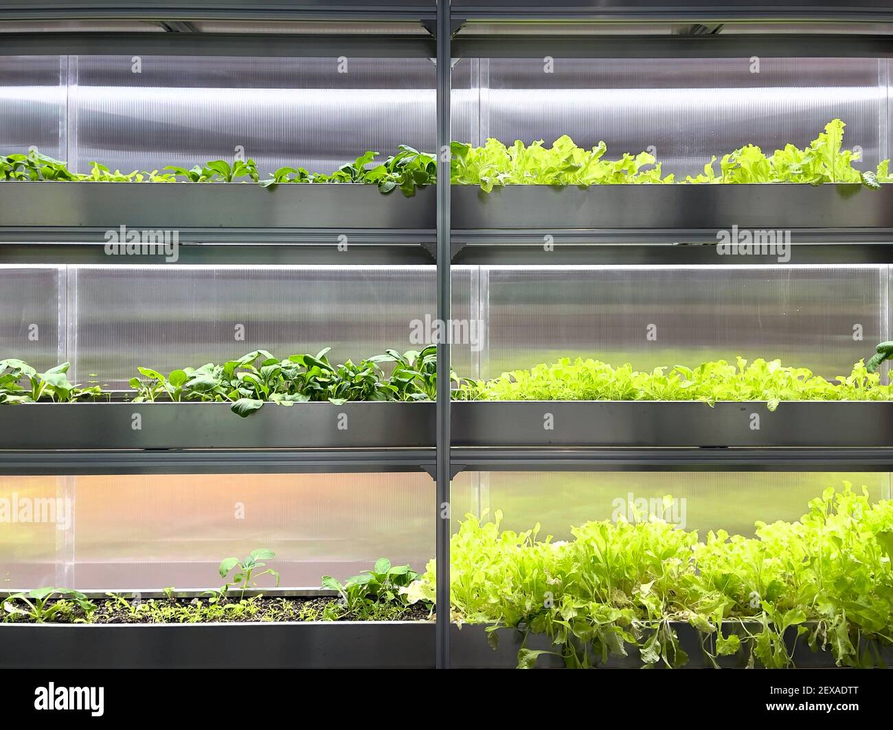 Growing Vegetables and Salad Leaves the Polycarbonate Hightech Indoor