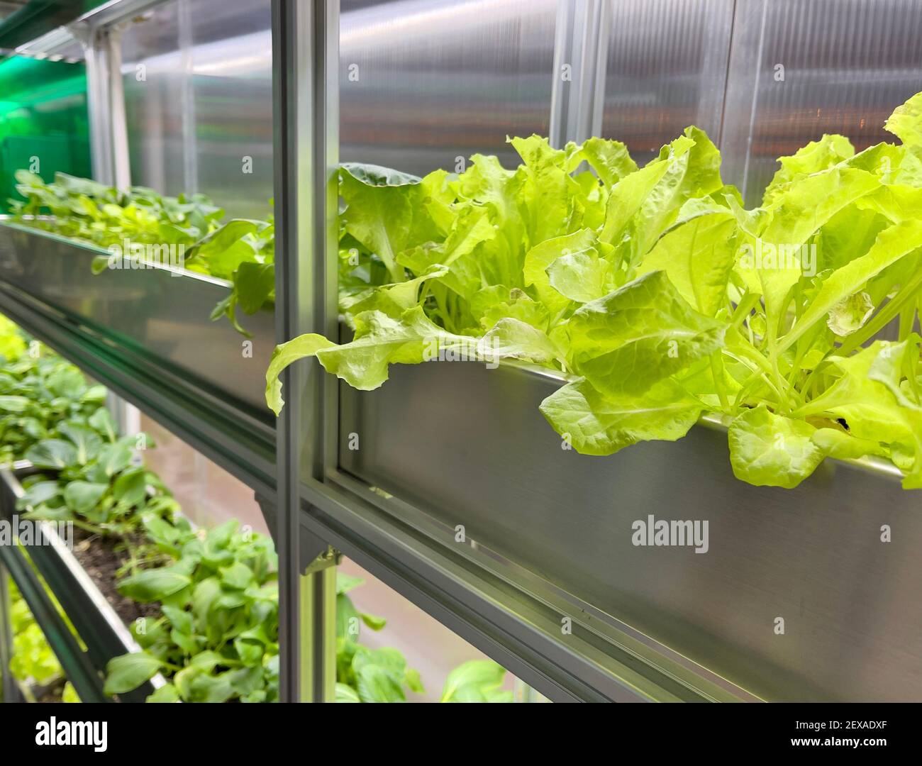 Growing Vegetables and Salad Leaves the Polycarbonate Hightech Indoor
